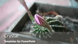  Presentation with purple lotus flowers blooming - Slide set with blooming-cactus-red-and-purple background and a gray colored foreground
