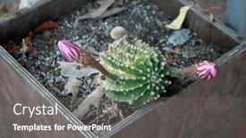  Presentation with purple lotus flowers blooming - Presentation having blooming-cactus-red-and-purple background and a gray colored foreground