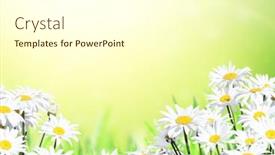  Presentation with chamomile - Audience pleasing presentation theme consisting of blooming-chamomile-flowers-sunny-summer backdrop and a cream colored foreground