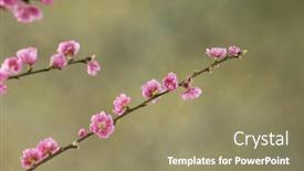  Presentation with cherry - Theme featuring blush pink plants - blooming cherry blossoms background and a coral colored foreground