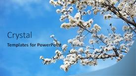  Presentation with springtime - Cool new PPT theme with blooming cherry tree in early springtime daylight backdrop and a light blue colored foreground