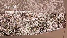  Presentation with springtime - Slide set having blooming cherry tree in early springtime daylight background and a coral colored foreground