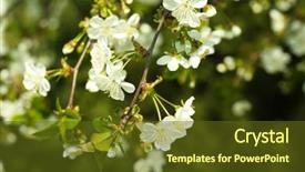  Presentation with spring tree - Cool new slides with cherry tree twigs in spring backdrop and a tawny brown colored foreground