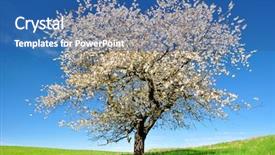  Presentation with joshua tree national park - Colorful presentation enhanced with blooming cherry tree backdrop and a ocean colored foreground