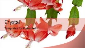  Presentation with white christmas - Amazing slides having blooming christmas cactus schlumbergera isolated backdrop and a coral colored foreground