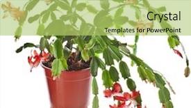  Presentation with white christmas - Beautiful theme featuring blooming christmas cactus schlumbergera species backdrop and a yellow colored foreground
