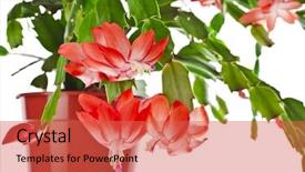  Presentation with white christmas - Presentation theme with blooming christmas cactus schlumbergera species background and a red colored foreground