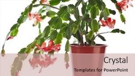  Presentation with white christmas - PPT layouts having blooming christmas cactus schlumbergera species background and a coral colored foreground