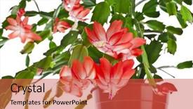  Presentation with purple lotus flowers blooming - Amazing slide set having blooming christmas cactus schlumbergera species backdrop and a red colored foreground