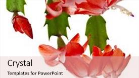  Presentation with cactus - Amazing presentation design having blooming christmas cactus schlumbergera species backdrop and a lemonade colored foreground