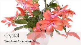  Presentation with cactus - Colorful PPT theme enhanced with blooming christmas cactus schlumbergera species backdrop and a lemonade colored foreground
