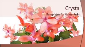  Presentation with cactus - PPT theme featuring blooming christmas cactus schlumbergera species background and a lemonade colored foreground
