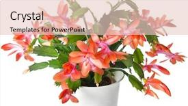  Presentation with cartoon cactus - Slide set having blooming christmas cactus schlumbergera species background and a lemonade colored foreground