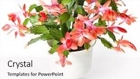  Presentation with cactus - Cool new presentation theme with blooming christmas cactus schlumbergera species backdrop and a white colored foreground