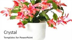  Presentation with cactus - Presentation theme enhanced with blooming christmas cactus schlumbergera species background and a white colored foreground