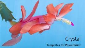 Presentation with cartoon cactus - Presentation design having blooming christmas cactus schlumbergera species background and a light blue colored foreground