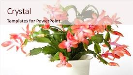  Presentation with baby jesus christmas rustic isolated - Presentation theme featuring blooming christmas cactus schlumbergera species background and a sky blue colored foreground