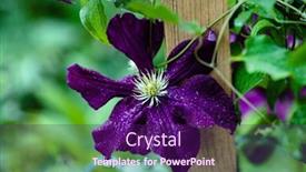  Presentation with clematis - Colorful presentation design enhanced with blooming-clematis-in-the-garden backdrop and a violet colored foreground