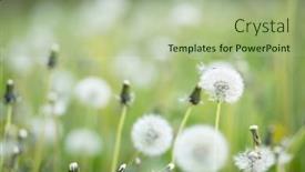  Presentation with beautiful spring flowers - Beautiful theme featuring blooming-dandelion-flowers-taxacum-officinale backdrop and a  colored foreground