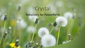  Presentation with beautiful spring flowers - Slides having blooming-dandelion-flowers-taxacum-officinale background and a  colored foreground