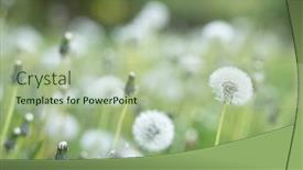  Presentation with medicinal plant - PPT theme with blooming-dandelion-flowers-taxacum-officinale background and a mint green colored foreground