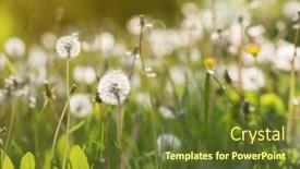  Presentation with medicinal plant - PPT layouts featuring blooming-dandelion-flowers-taxacum-officinale background and a tawny brown colored foreground