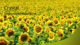  Presentation with sunflowers - PPT theme having blooming field of a sunflowers background and a gold colored foreground