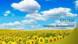  Presentation with sunflowers - 