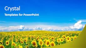  Presentation with sunflowers - Beautiful presentation theme featuring blooming field of sunflowers on blue sky backdrop and a gray colored foreground