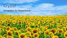  Presentation with sunflowers - 