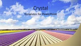  Presentation with flowers - Beautiful PPT layouts featuring hyacinthus - blooming fields of flowers backdrop and a light blue colored foreground