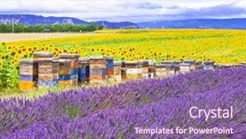  Presentation with lavander - Cool new PPT layouts with blooming fields of lavander backdrop and a violet colored foreground