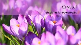  Presentation with blooming flower animated - Amazing presentation theme having blooming flower animated - crocus backdrop and a lilac colored foreground