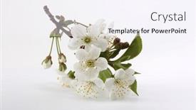  Presentation with apple flower - Presentation design having blooming-flower-branch-of-apple background and a sky blue colored foreground