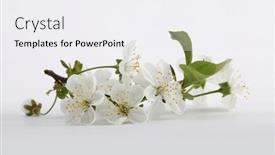  Presentation with apple flower - Theme having blooming-flower-branch-of-apple background and a white colored foreground