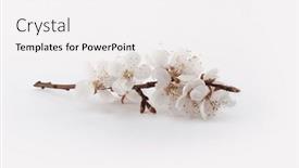  Presentation with minimalist - Slides with blooming-flower-branch-of-apricot background and a white colored foreground