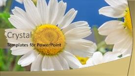  Presentation with blue flower - Colorful PPT theme enhanced with blooming-flower-heads-of-chamomile backdrop and a yellow colored foreground