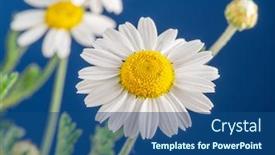  Presentation with blue flower - Beautiful theme featuring blooming-flower-heads-of-chamomile backdrop and a ocean colored foreground
