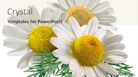 Presentation with heads - Beautiful slide set featuring blooming-flower-heads-of-chamomile backdrop and a lemonade colored foreground