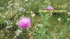  Presentation with milk thistle - Audience pleasing theme consisting of blooming-flower-heads-of-milk backdrop and a tawny brown colored foreground