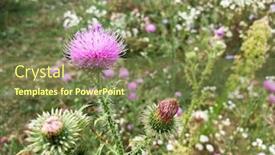  Presentation with milk thistle - Beautiful slides featuring blooming-flower-heads-of-milk backdrop and a tawny brown colored foreground