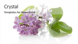 Presentation with lilac flower - Amazing PPT layouts having blooming flower of purple lilac backdrop and a white colored foreground