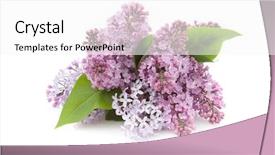  Presentation with lilac flower - Presentation enhanced with blooming flower of purple lilac background and a white colored foreground