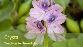  Presentation with pond - Slides having blooming-flower-water-hyacinth-beautiful background and a tawny brown colored foreground