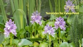  Presentation with pond - Audience pleasing theme consisting of blooming-flower-water-hyacinth-beautiful backdrop and a tawny brown colored foreground