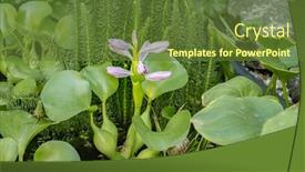  Presentation with pond - PPT layouts featuring blooming-flower-water-hyacinth-beautiful background and a tawny brown colored foreground