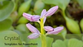  Presentation with pond - Slide set consisting of blooming-flower-water-hyacinth-beautiful background and a seafoam green colored foreground