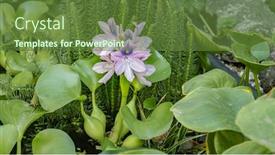  Presentation with pond - Colorful PPT theme enhanced with blooming-flower-water-hyacinth-beautiful backdrop and a tawny brown colored foreground