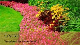  Presentation with blooming flower animated - Slides with blooming flowers in late summer background and a red colored foreground
