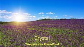  Presentation with purple flowers - PPT theme consisting of blooming-flowers-of-purple-poppy background and a tawny brown colored foreground